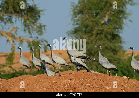 Demoiselle Kran Anthropoides Virgo in Kichan in Thar Wüste Rajasthan Indien November Stockfoto