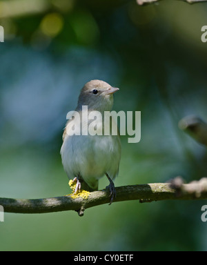 Garden Warbler Sylvia borin Norfolk Mai Stockfoto