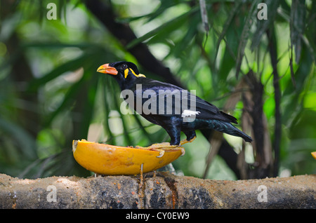 Gemeinsamen Hill Myna (Gracula Religiosa Intermedia) in Gefangenschaft Stockfoto