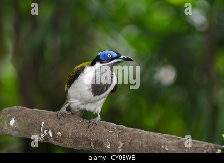 Blau-faced Honigfresser (Entomyzon Cyanotis), Neu-Guinea und Australien Stockfoto