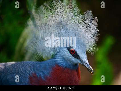 Südlichen gekrönte Taube (Goura Scheepmakeri)-Neu-Guinea (Captive) Stockfoto