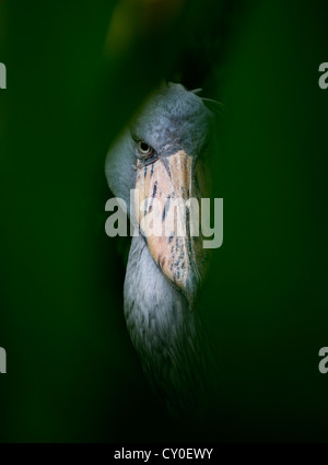 Schuhschnabel Stork(Balaeniceps rex) gefangen Stockfoto