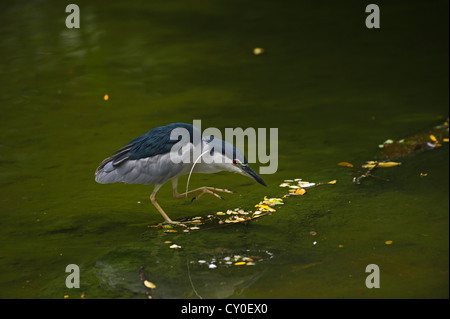 Schwarz-gekrönter Nachtreiher (Nycticorax Nycticorax) Singapur Stockfoto