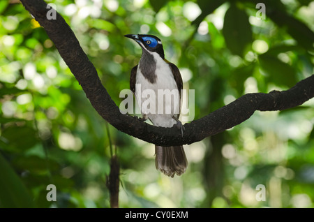 Blau-faced Honigfresser (Entomyzon Cyanotis), Neu-Guinea und Australien Stockfoto