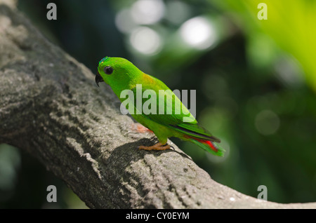 Blau-gekrönter hängen Papagei (Loriculus Galgulus) gefunden in Thailand und Borneo Stockfoto