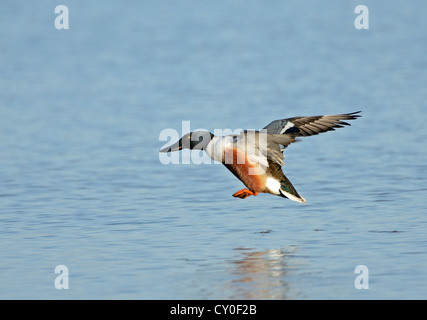 Nördlichen Löffelente Anas Clypeata männlich Cley Norfolk Mai Stockfoto