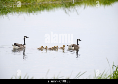Kanada Gänse Branta Canadensis mit Familie Gänsel Norfolk Sommer Stockfoto