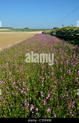 Wilde Blume-Marge mit Red Campion Rand der Ackerfläche Norfolk Mai gepflanzt Stockfoto