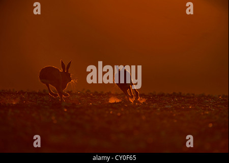 Braun (Europäischen) Hase Lepus Europaeus Bock jagen Doe Norfolk Stockfoto