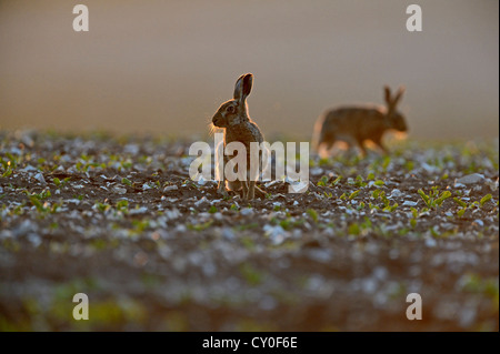 Braun (Europäischen) Hase Lepus Europaeus Norfolk Stockfoto