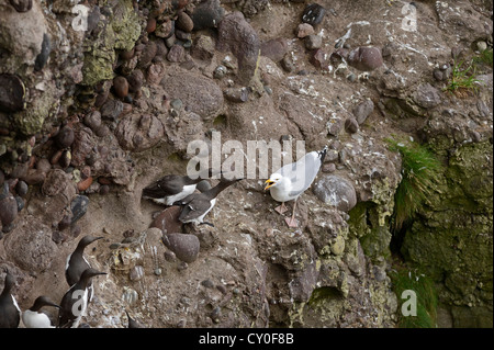 Silbermöwe Larus Argentatus versucht von Trottellummen am Fowlheugh RSPB Reserrve Schottland Küken oder Ei nehmen Stockfoto