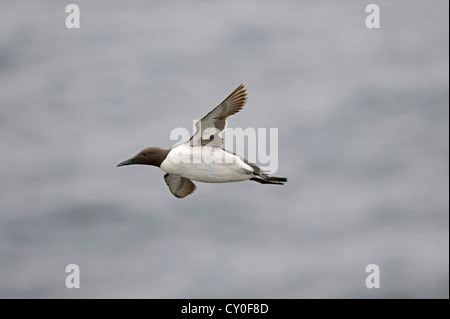 Gemeinsamen Guillemot oder Common Murre, Uria Aalge Fowlsheugh RSPB Reserve Schottland Juli Stockfoto