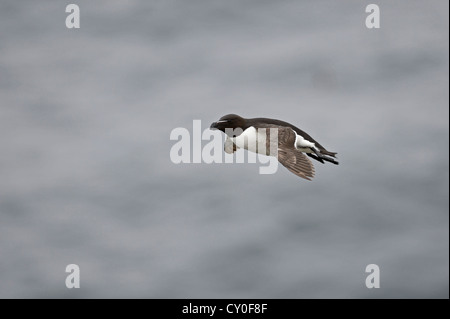 Tordalk (Alca Torda) Fowlheugh RSPB Reserve Schottland Juli Stockfoto