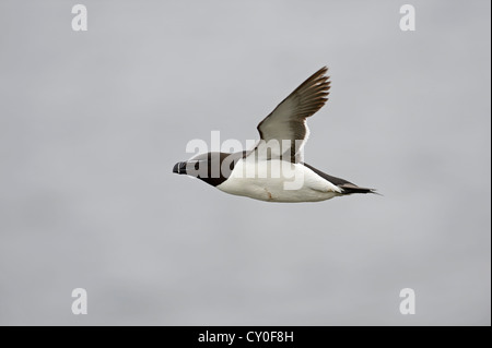 Tordalk (Alca Torda) Fowlheugh RSPB Reserve Schottland Juli Stockfoto