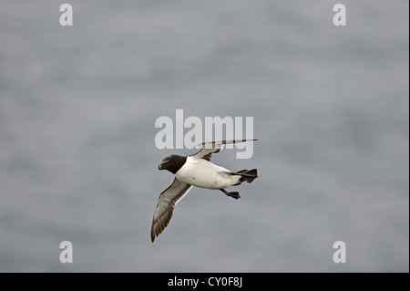 Tordalk (Alca Torda) Fowlheugh RSPB Reserve Schottland Juli Stockfoto