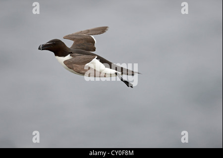 Tordalk (Alca Torda) Fowlheugh RSPB Reserve Schottland Juli Stockfoto