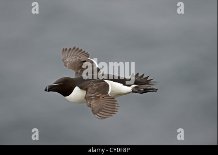 Tordalk (Alca Torda) Fowlheugh RSPB Reserve Schottland Juli Stockfoto