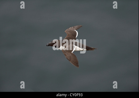 Tordalk (Alca Torda) Fowlheugh RSPB Reserve Schottland Juli Stockfoto