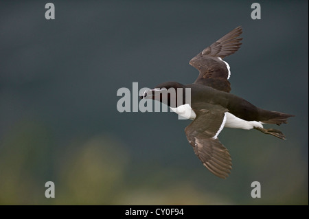 Tordalk (Alca Torda) Fowlheugh RSPB Reserve Schottland Juli Stockfoto