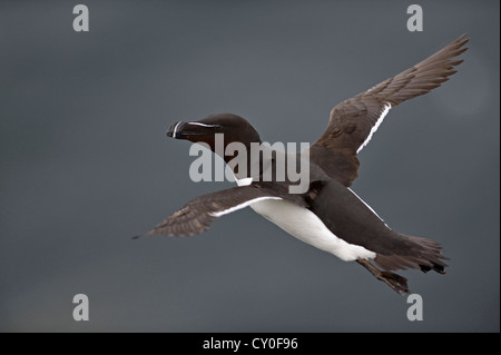 Tordalk (Alca Torda) Fowlheugh RSPB Reserve Schottland Juli Stockfoto