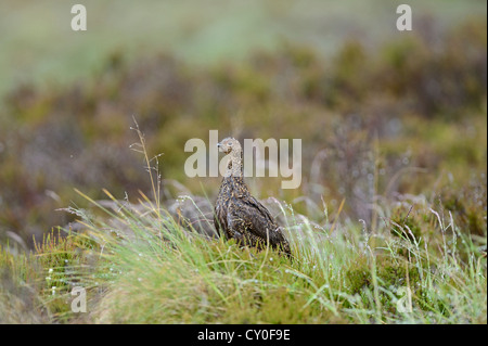 Moorschneehuhn Lagopus Lagopus Scotica, weibliche Highlands Schottland Juli Stockfoto