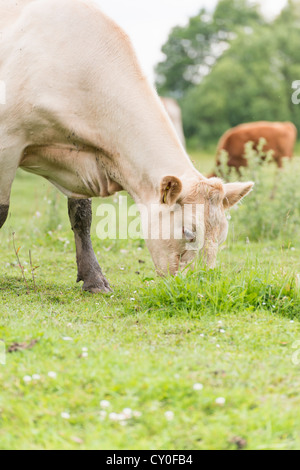 Rinder, die in einer ländlichen Wiese stehen Stockfoto