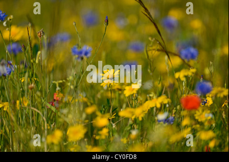Kornblumen Centaurea Cyanus wächst in Wiese auf einer Wiese Bauernhof Stewardship Scheme Norfolk Juli gesät Stockfoto