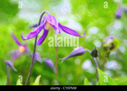 Selektiven Fokus auf einer hängenden lila Clematis Blume im heimischen Garten. Stockfoto