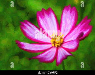 Einzelne Kosmos Blume mit Tiefenschärfe und geringe Schärfentiefe. Stockfoto