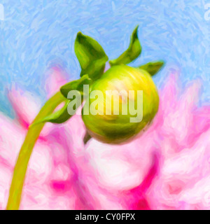 Eine Blütenknospe einer Dahlie Pflanzen mit einem rosa Kaktus Blüte Dahlie im Hintergrund. Stockfoto