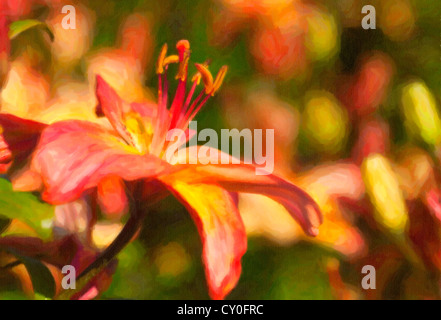 Asiatische Lilie im Sommergarten. Stockfoto