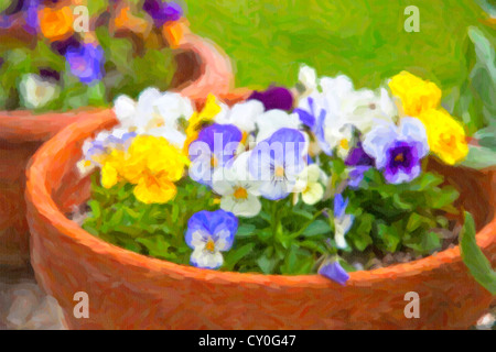 Kleine Stiefmütterchen oder Viola in Tontöpfen im Frühling Garten gepflanzt. Stockfoto