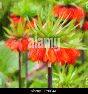 Orange Crown imperial Blumen (Fritillaria Imperialis) Stockfoto