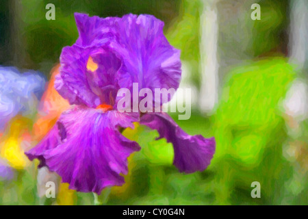 Eine brillante lila Deutsch-Iris (Iris Germanica) oder auch bekannt als die Bartiris in einen farbenfrohen Sommergarten. Stockfoto