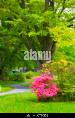 Azaleen durch einen Gang in einem öffentlichen Park. Stockfoto