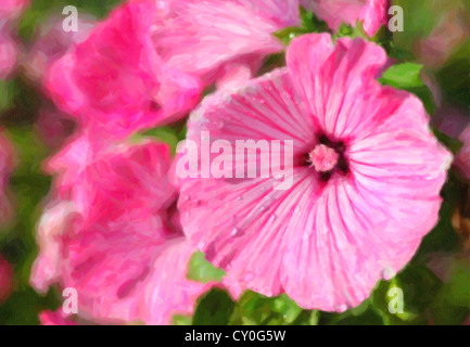 Wassertropfen auf Eibisch Blumen oder Lavatera im heimischen Garten. Stockfoto