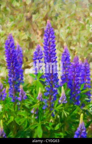 Lila Lupinen wachsen im Sommergarten. Stockfoto