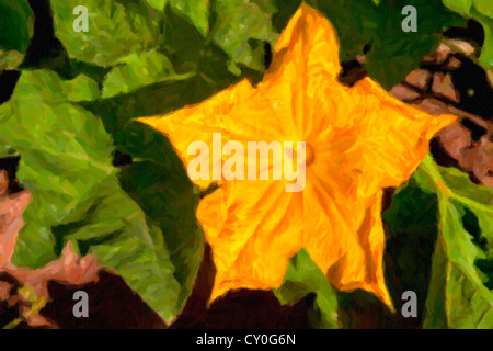 Kürbis oder eine Kürbis-Blume im heimischen Garten oder den Landwirt Kürbisbeet. Stockfoto