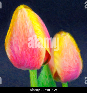 Zweifarbige rosa und gelb Frühling Tulpen vor einem dunklen Hintergrund. Stockfoto