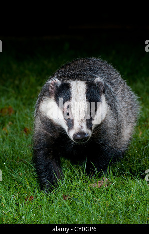 Eine Nahaufnahme von einem Dachs (Meles Meles), da es direkt in die Kamera schaut. Stockfoto