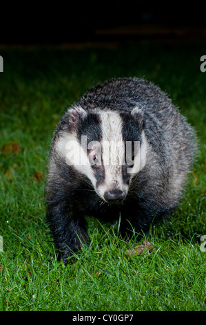 Eine Nahaufnahme von einem Dachs (Meles Meles), da es direkt in die Kamera schaut. Stockfoto