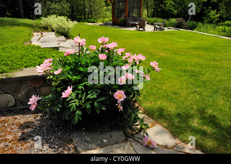 Blühende Pfingstrosen am Rand des Rasens, Greater Sudbury, Ontario, Kanada Stockfoto