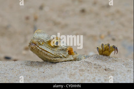 Starred Agama oder gemalten Drachen Lizard (Stellagama/Laudakia stellio brachydactyla). Agamidae Stockfoto