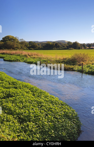 Der Fluß Meon in Exton in Hampshire, England mit alten Winchester Hügel in der Ferne. Stockfoto