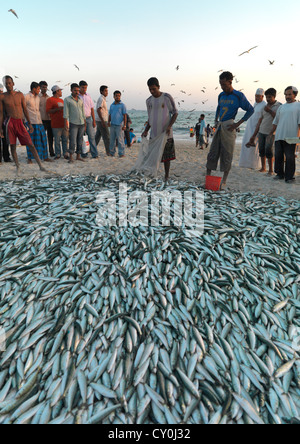 Fischer zurück von Fischen mit ihrer Beute auf dem Strand, Salalah, Oman Stockfoto