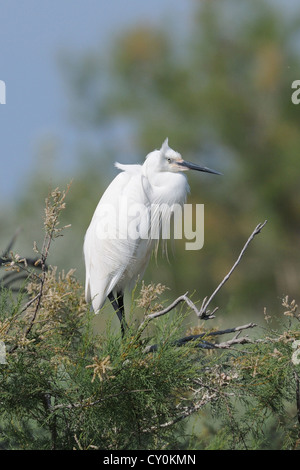 ein Seidenreiher ruht auf einem Ast nuptial Gefieder Stockfoto