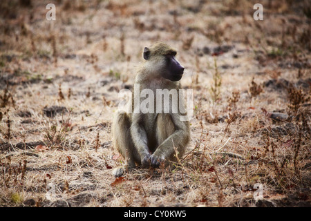 Porträt von Pavian in Luangwa Nationalpark Sambia Stockfoto