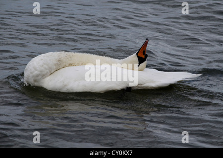 Schwan auf dem Rücken schwimmend Stockfoto