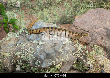 Madrean Alligator Eidechse Elgaria Kingii Nobilis Huachuca Mountains, Cochise County, Arizona, Vereinigte Staaten von Amerika 9 Oktober Stockfoto