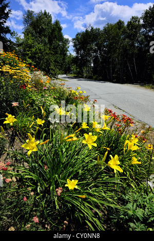 Eingebürgerte Garten Böschung in einem vorstädtischen Umfeld, Greater Sudbury, Ontario, Kanada Stockfoto